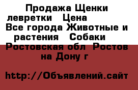 Продажа Щенки левретки › Цена ­ 40 000 - Все города Животные и растения » Собаки   . Ростовская обл.,Ростов-на-Дону г.